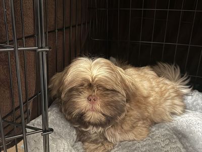 Puppy shiz tzu