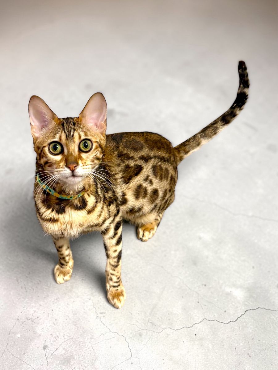 Beautiful & Sassy Purebred Golden Bengal Female Cat