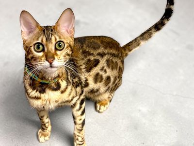Beautiful & Sassy Purebred Golden Bengal Female Cat