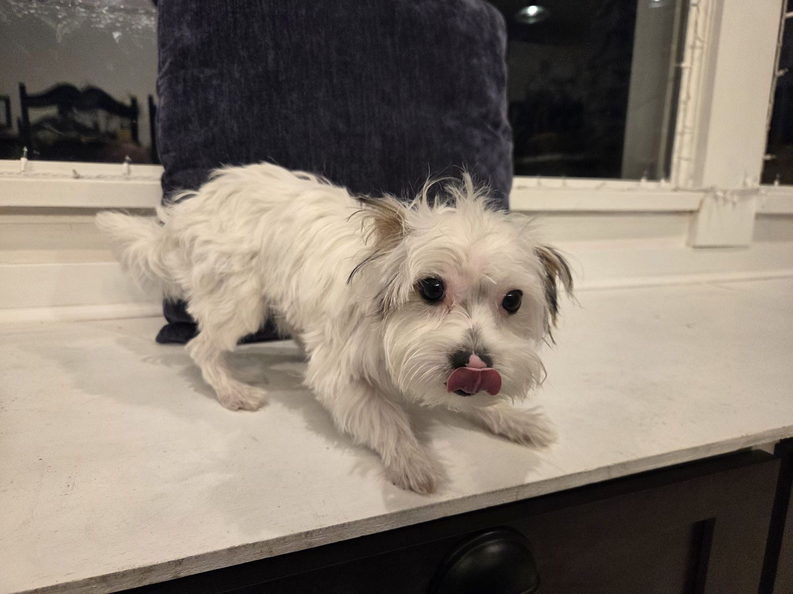 2 Wonderful Male Parti Yorkies