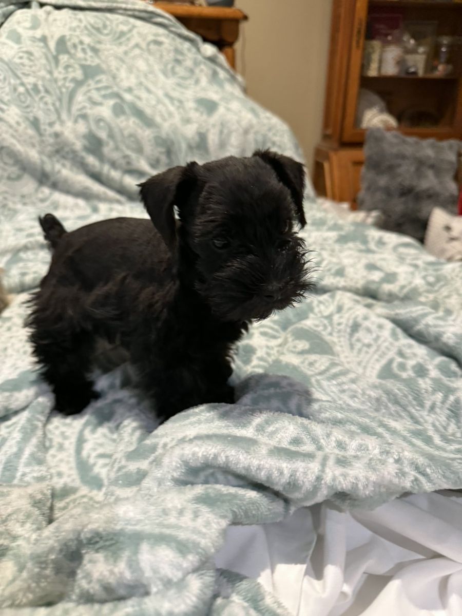 miniature (toy) schnauzer