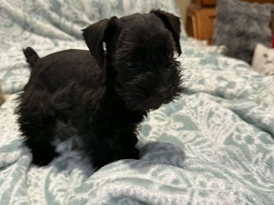 miniature (toy) schnauzer