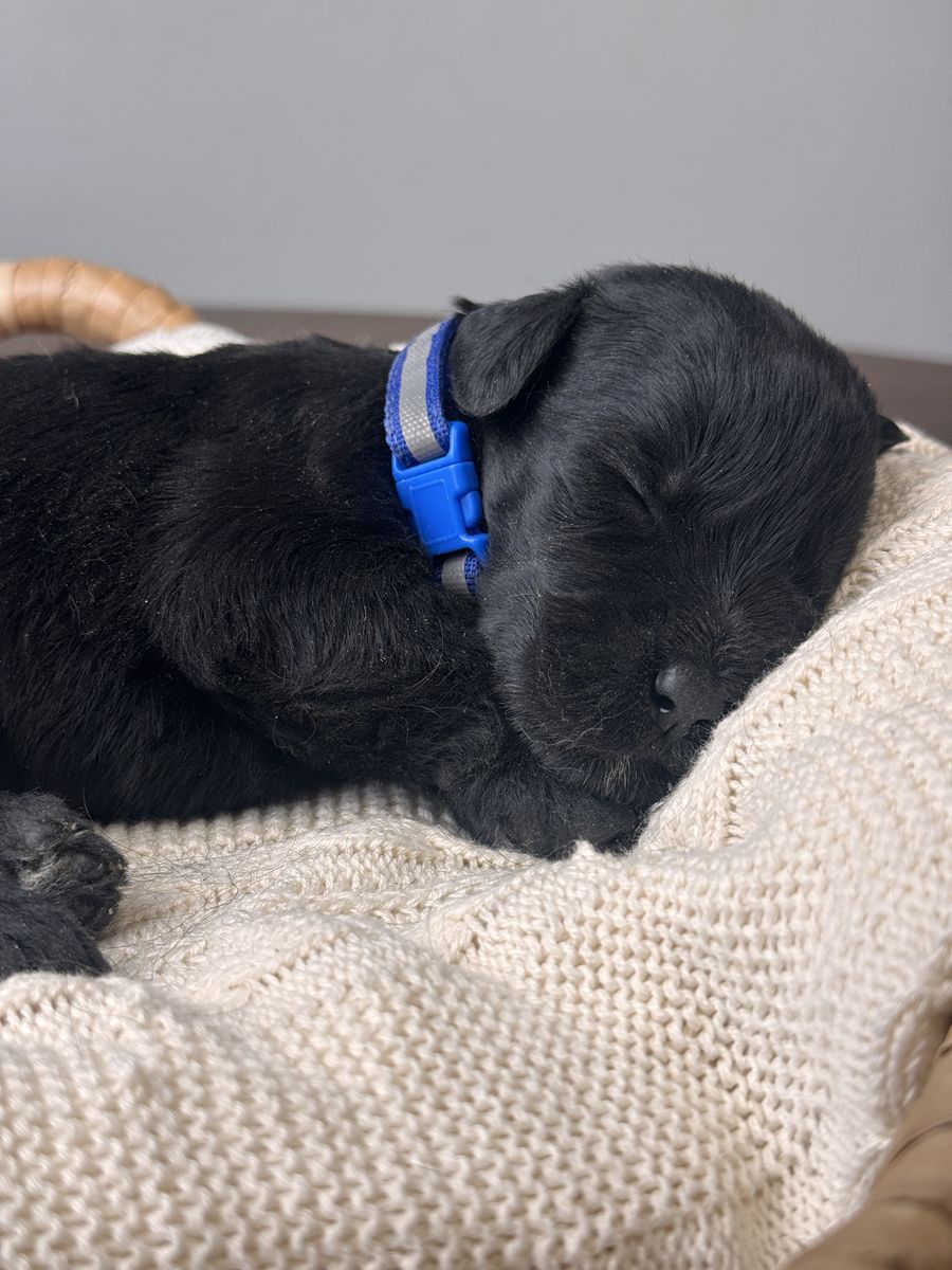 AKC Giant Schnauzer Puppies – Champion Line