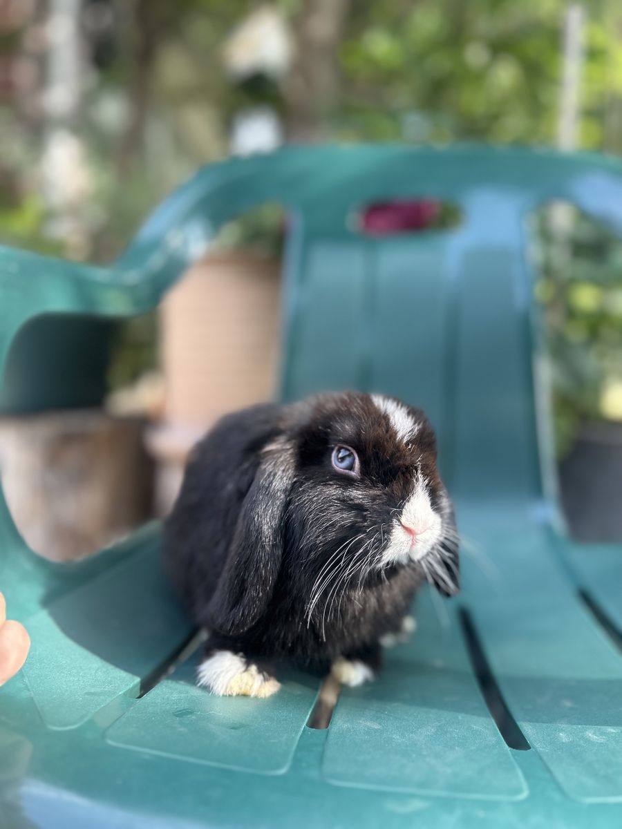 Holland lop Buck 3 months old 