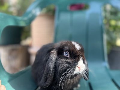 Holland lop Buck 3 months old