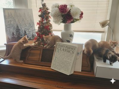 orange kitten day! all but one is orange