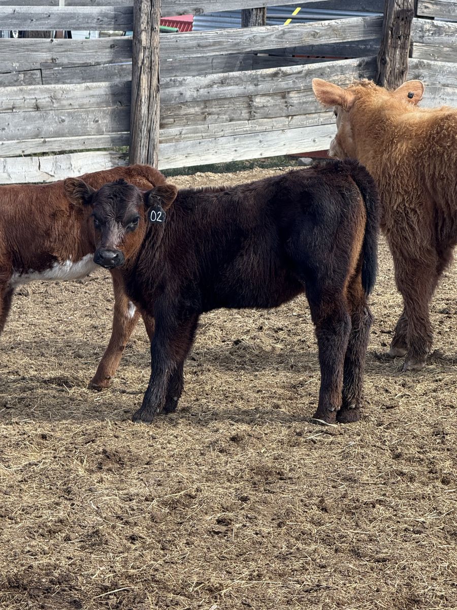 Shorthorn Plus Heifers