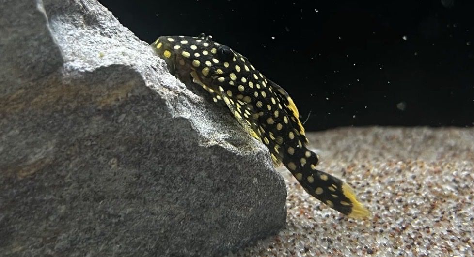 TWO L-18 GOLD NUGGET PLECO