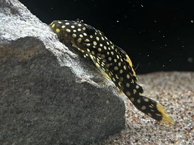 TWO L-18 GOLD NUGGET PLECO