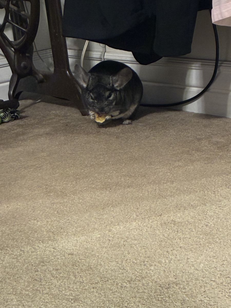 Male Chinchilla