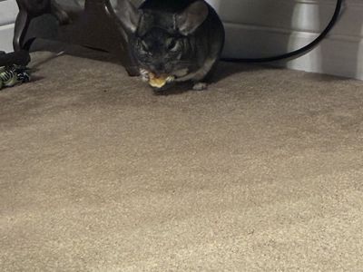 Male Chinchilla