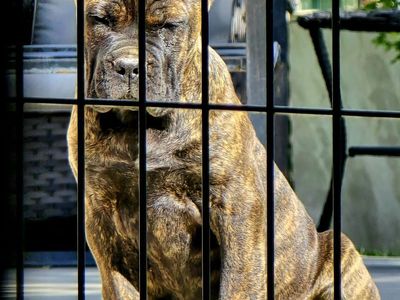 Cane corso puppies