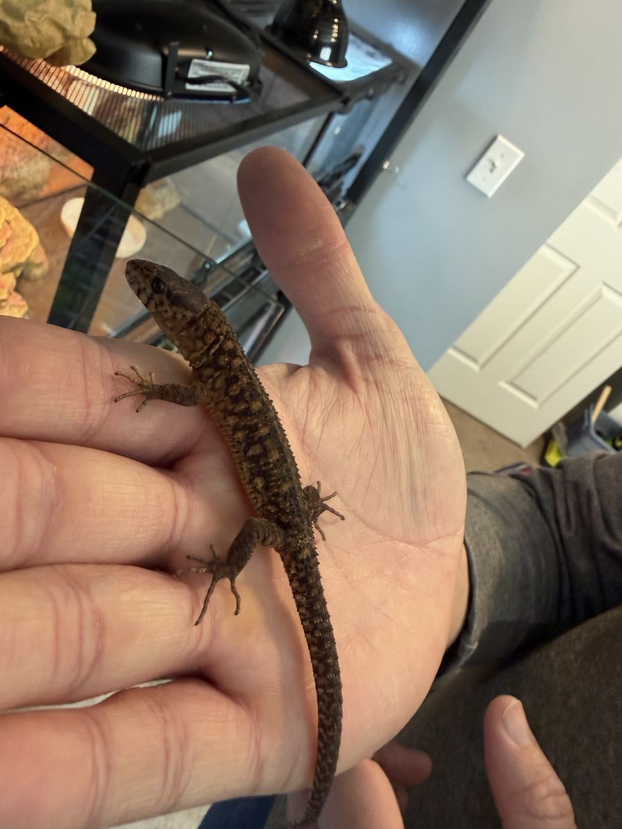 Yellowed spotted night lizard