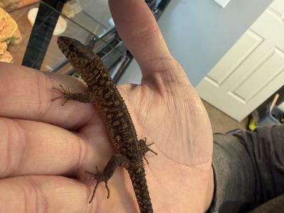 Yellowed spotted night lizard