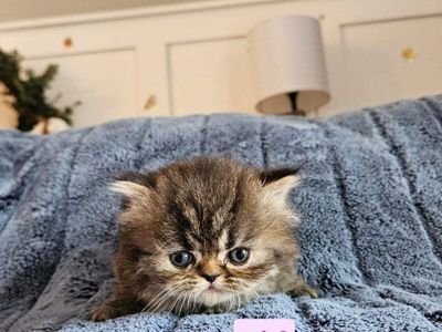Persian kittens for sale
