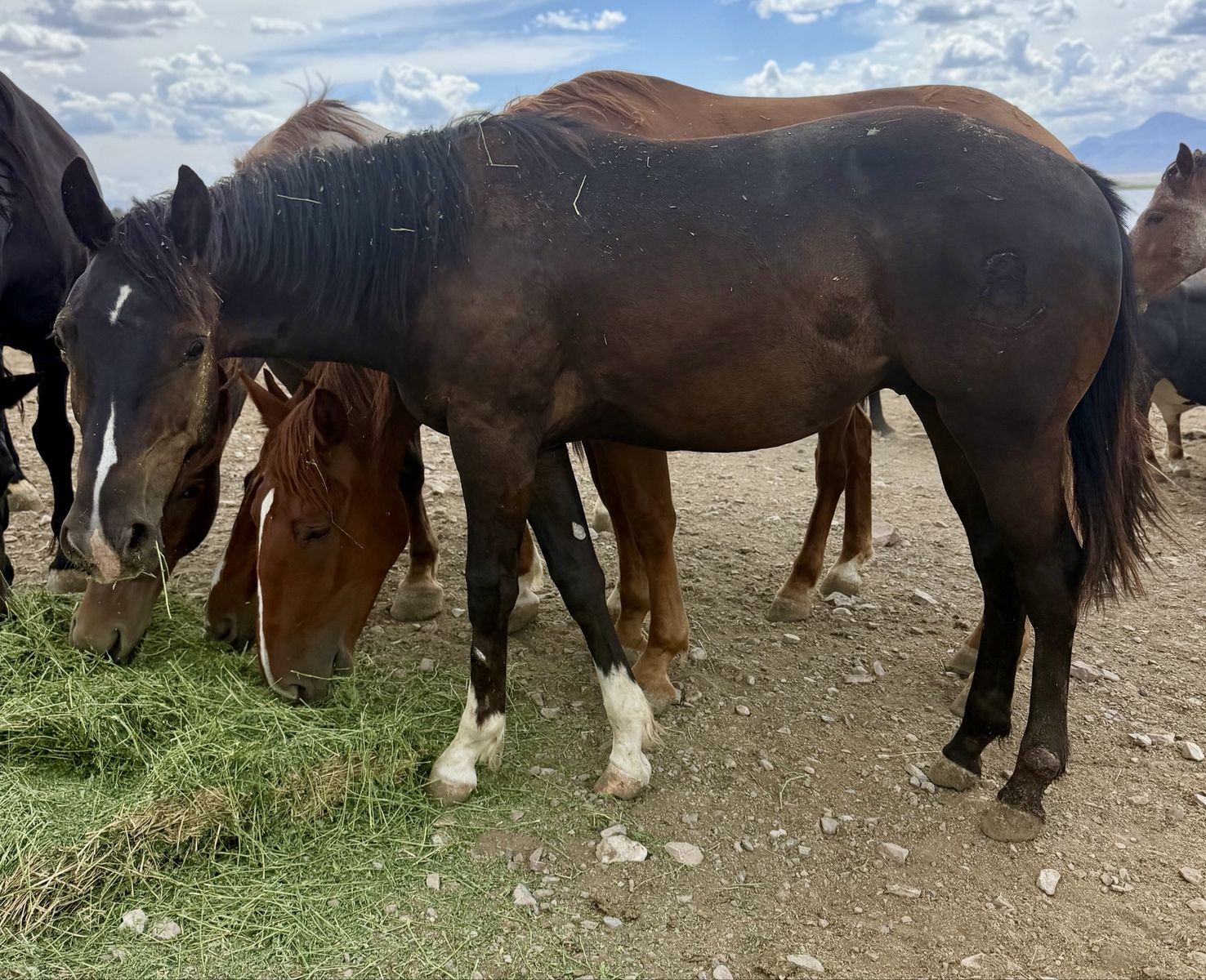 Coming 2 Draft Cross Gelding! 