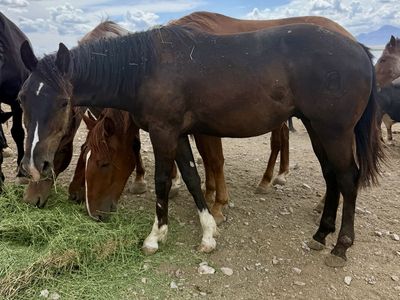 Coming 2 Draft Cross Gelding!