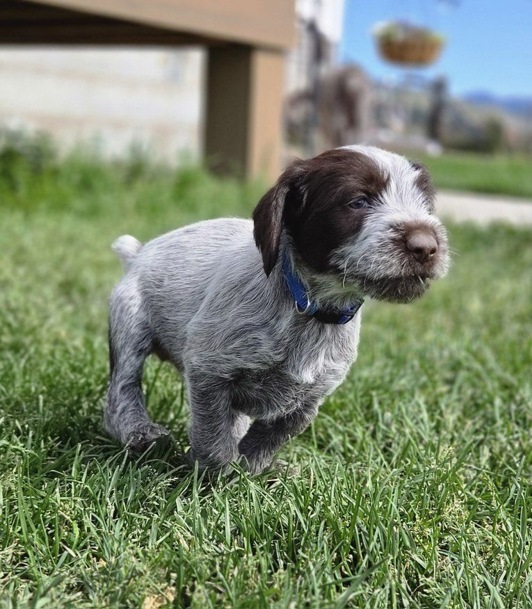 Wirehaired pointing griffon