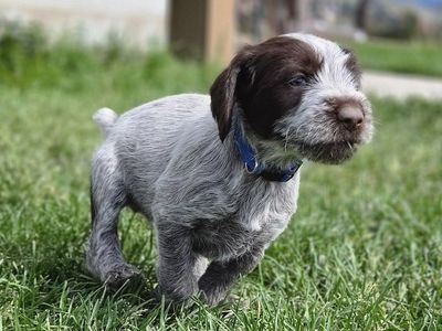 Wirehaired pointing griffon