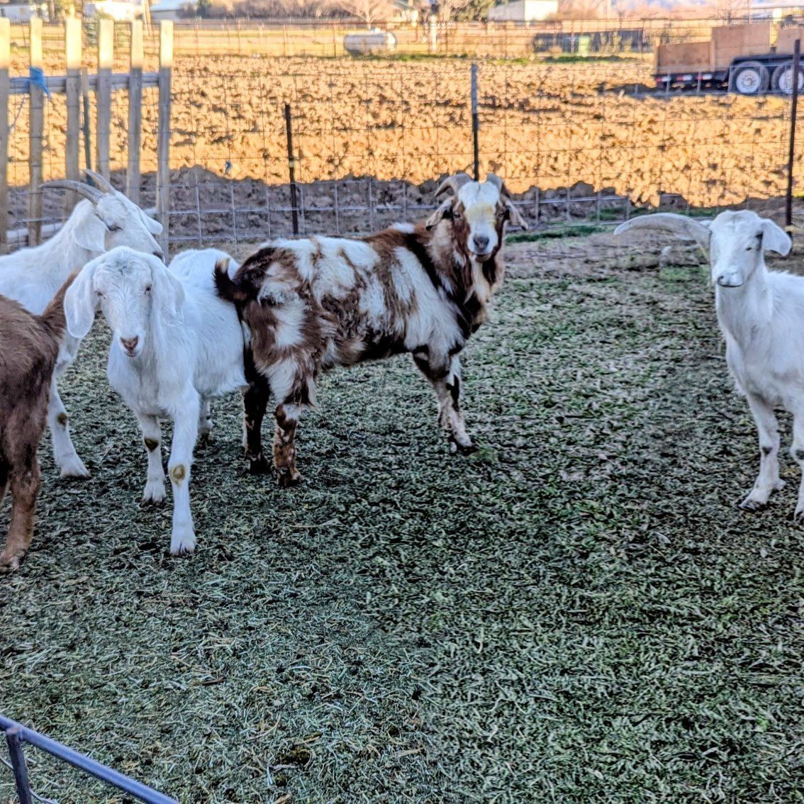 Saanen/Nubian Does $175.00-225.00