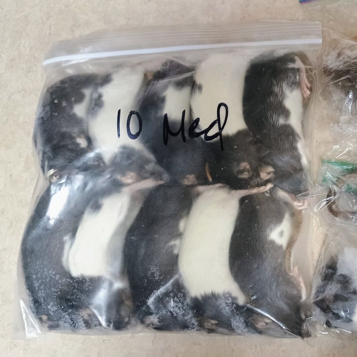 13 frozen medium rats