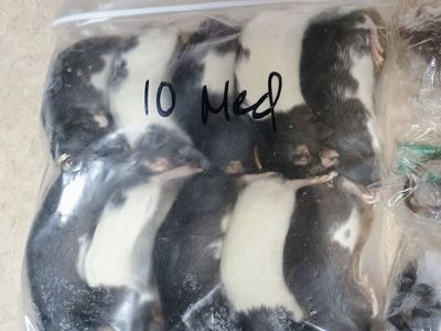 13 frozen medium rats