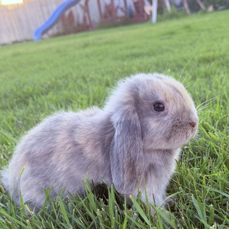 Holland Lop Buck *CAN MEET ON THE WAY SALT LAKE ON 7/17*