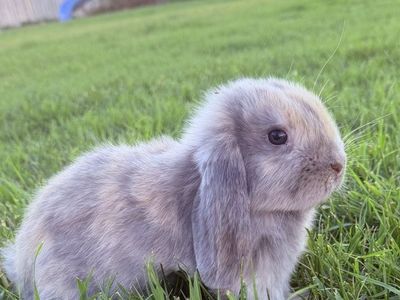 Holland Lop Buck *CAN MEET ON THE WAY SALT LAKE ON 7/17*