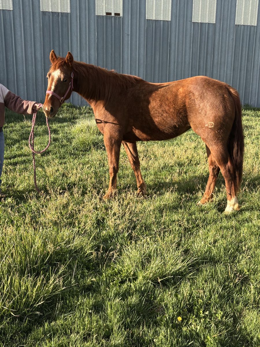 3 year old filly