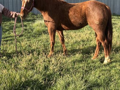 3 year old filly