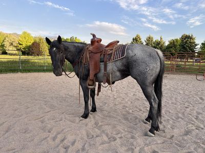 2022 AQHA Horse - Blue Roan Mare