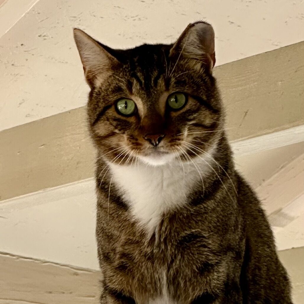 Hello my name is Shrykos