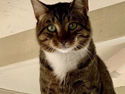 Hello my name is Shrykos