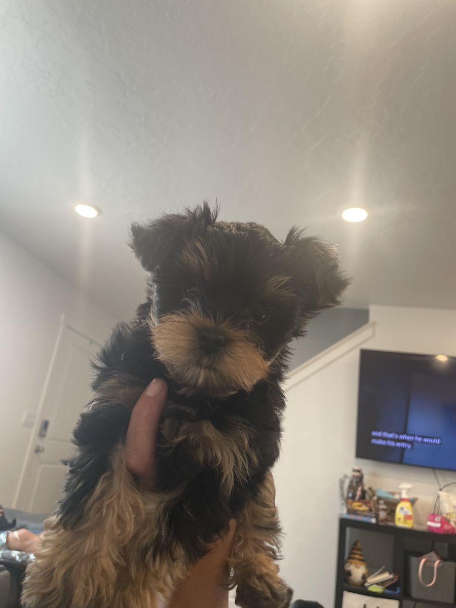 Adorable Yorkshire Terrier Puppies - Ready for Their Forever Homes!