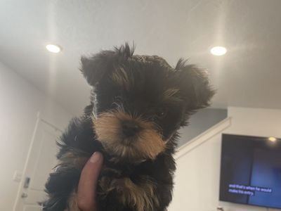 Adorable Yorkshire Terrier Puppies - Ready for Their Forever Homes!