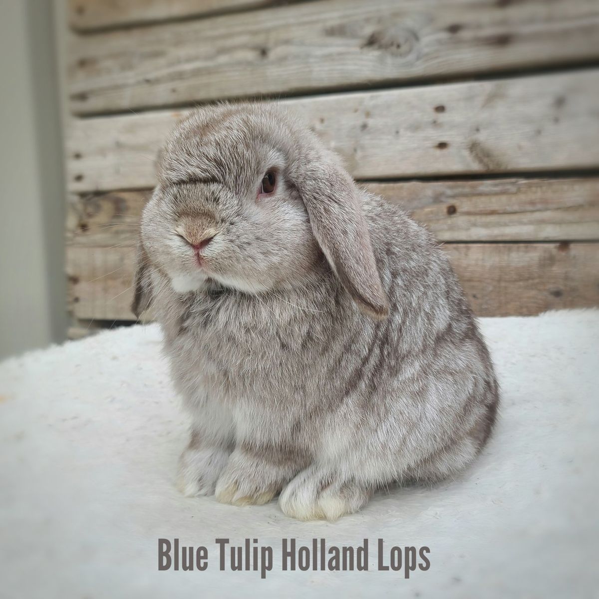 Holland Lop