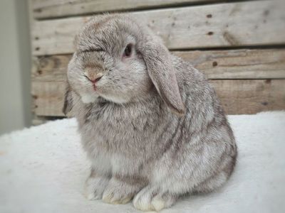 Holland Lop