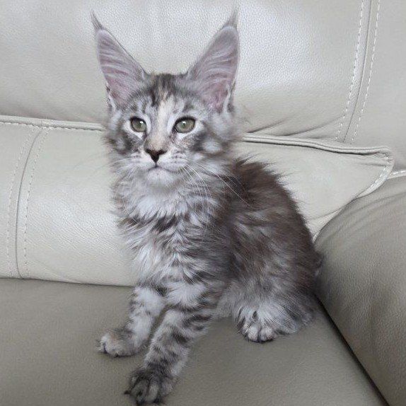 Maine Coon Kitten, F, Celeste