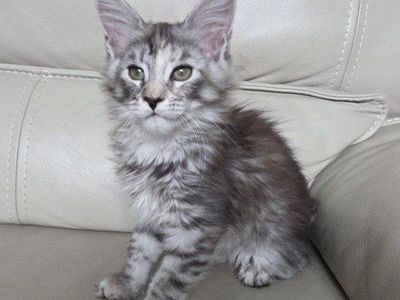 Maine Coon Kitten, F, Celeste