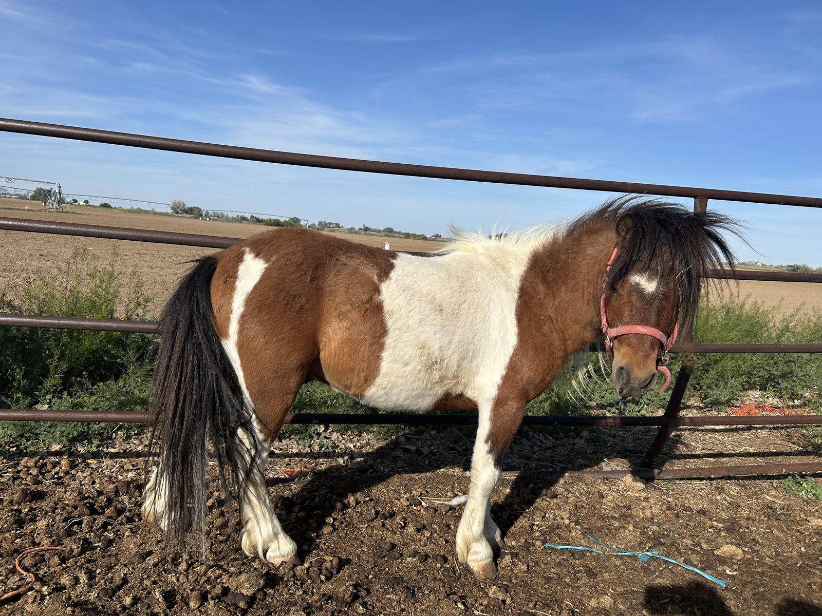 Miniature Pony Stud