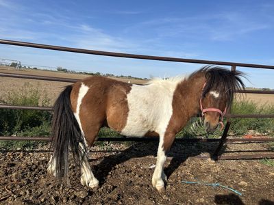 Miniature Pony Stud