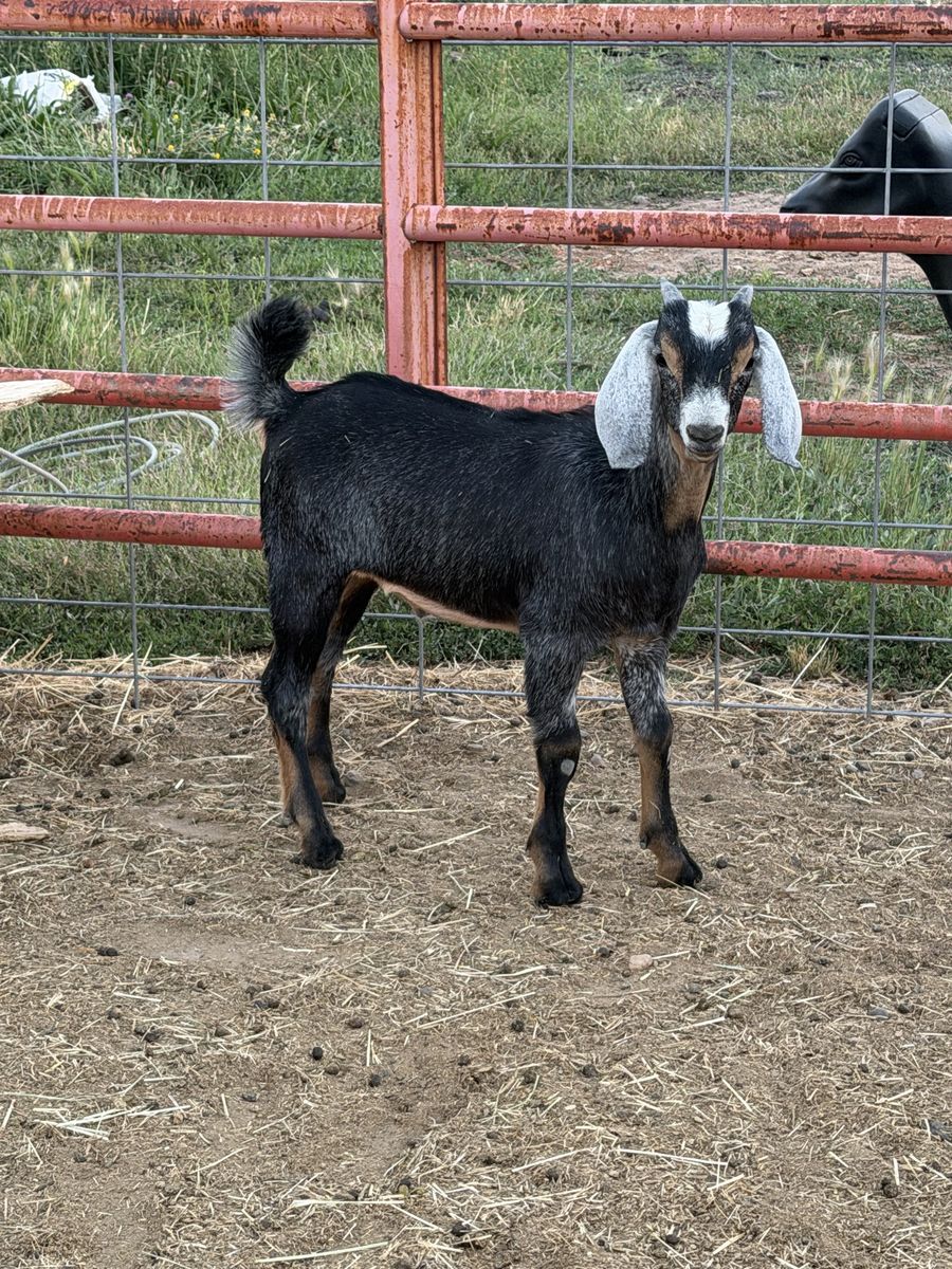 3 month Nubian Billy 