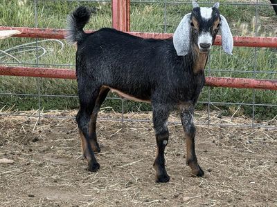 3 month Nubian Billy