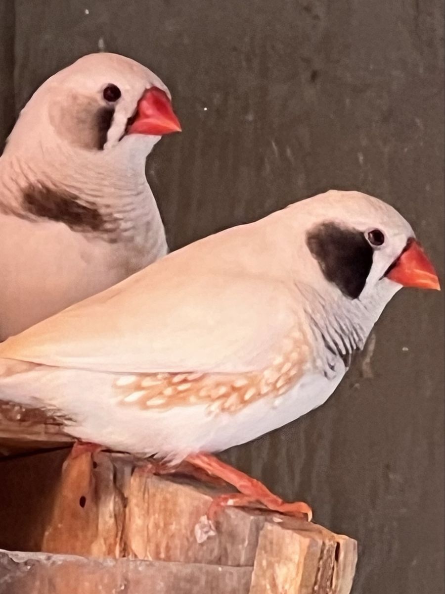 Zebra finches