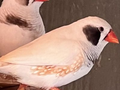 Zebra finches