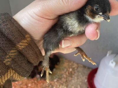 Olive Egger and Americana Chicks