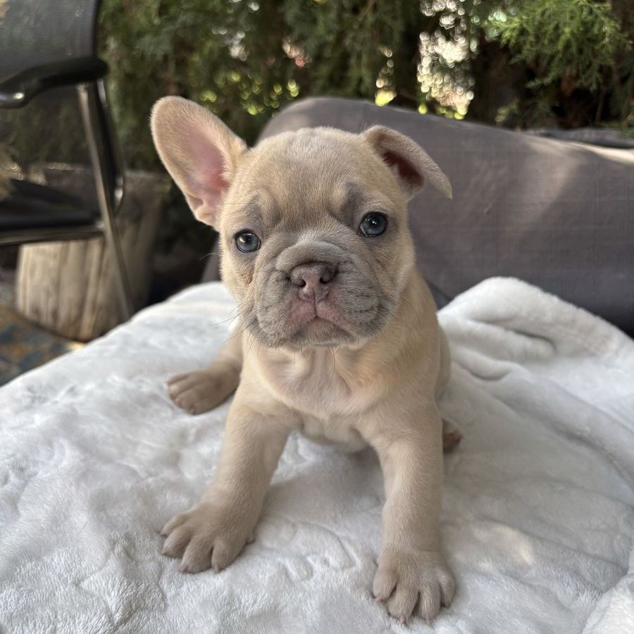 French bulldog puppies