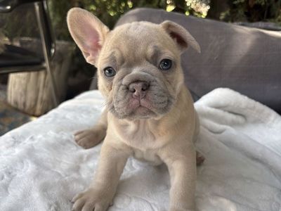 French bulldog puppies
