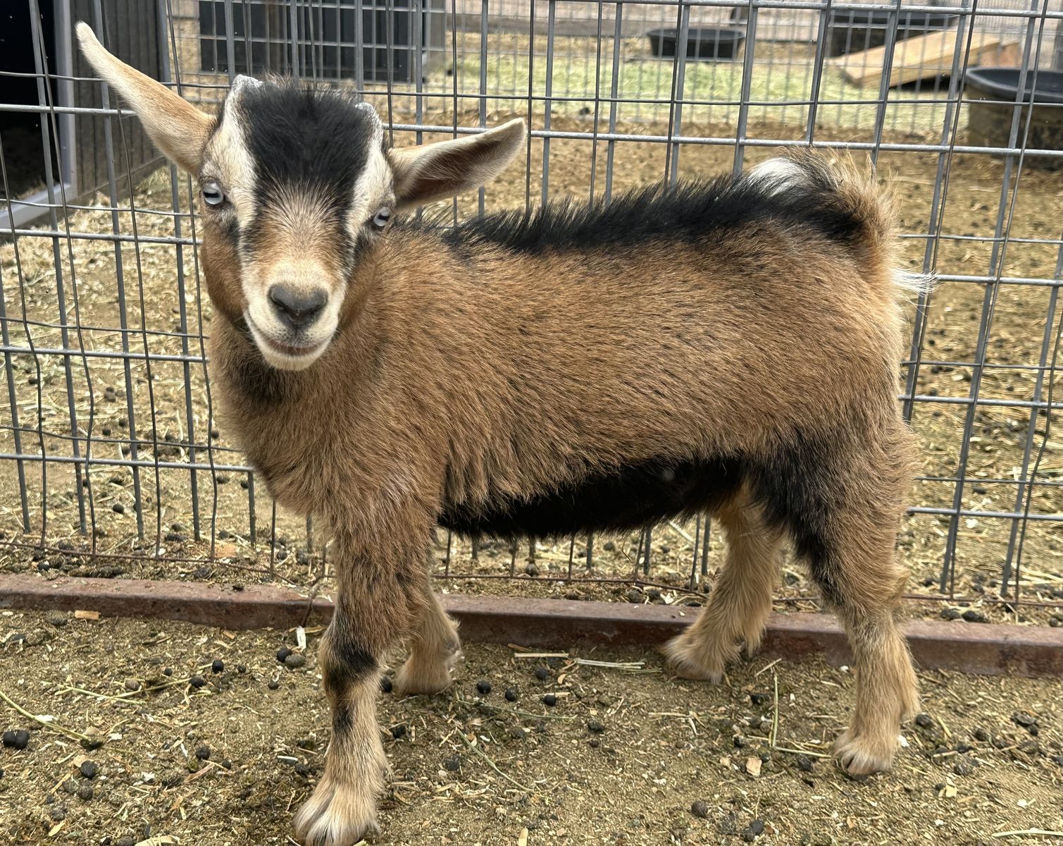Nigerian Dwarf Buckling