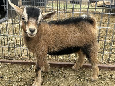 Nigerian Dwarf Buckling
